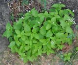 Ageratum conyzoides. Цветущие растения. Сокотра, вади Айхафт. 05.01.2014.