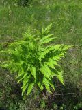Pteridium pinetorum