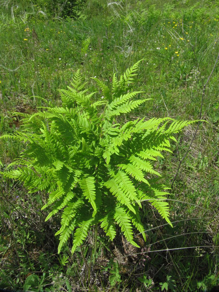 Изображение особи Pteridium pinetorum.