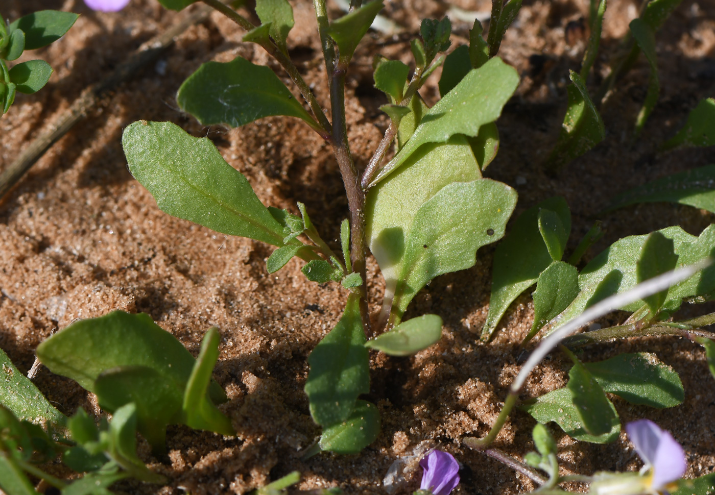 Image of Malcolmia pulchella specimen.