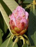 Rhododendron calophytum