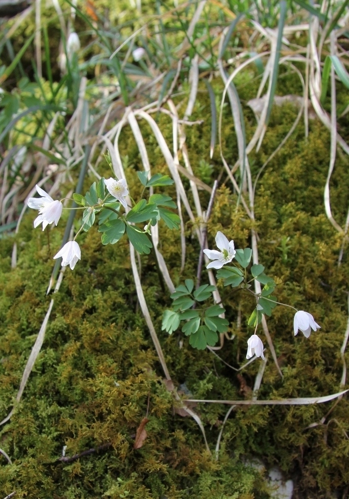 Image of Isopyrum thalictroides specimen.