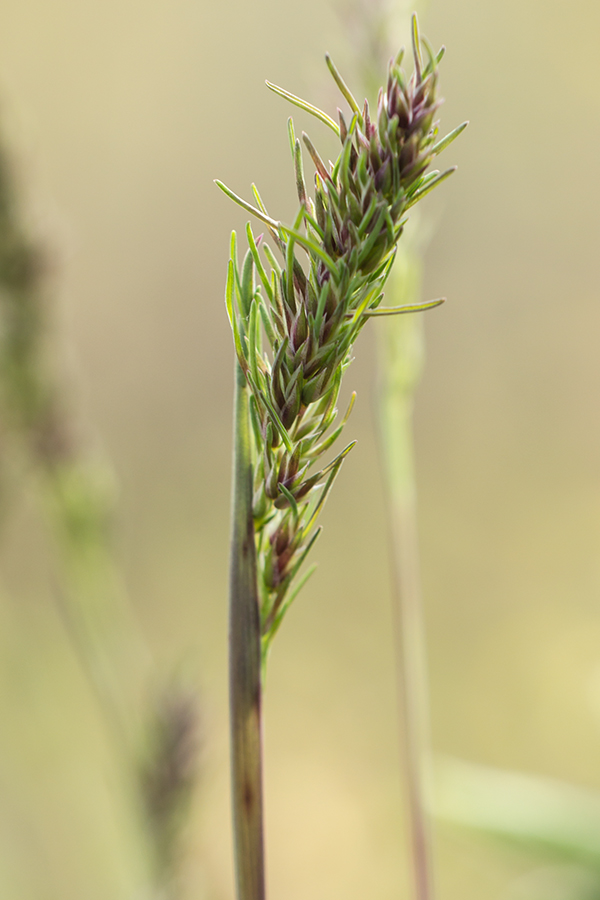 Image of Poa bulbosa ssp. vivipara specimen.