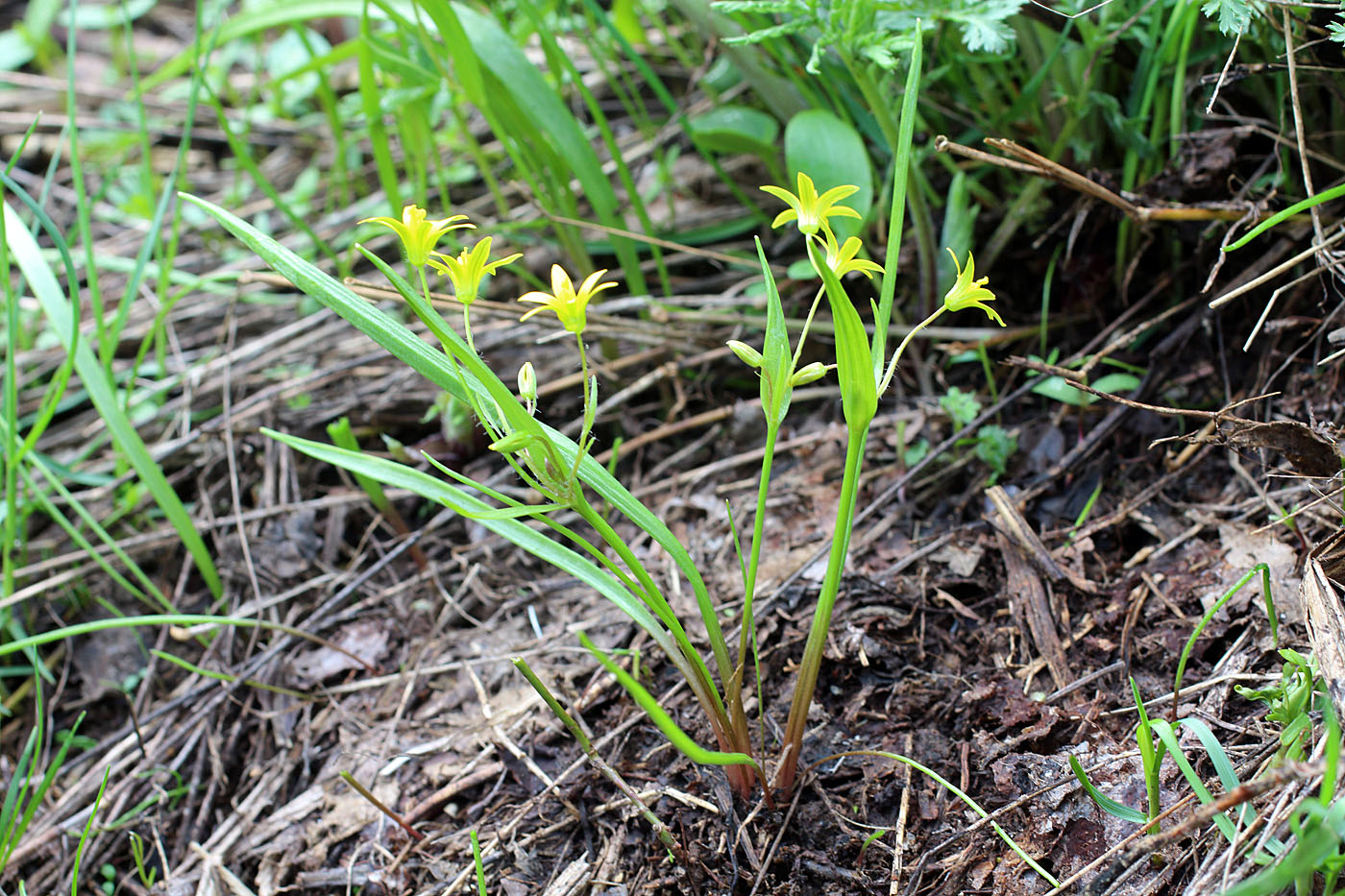 Изображение особи Gagea filiformis.