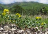 Melilotoides cretacea. Цветущее растение. Краснодарский край, г. Новороссийск, гора Большой Маркотх. 03.05.2014.