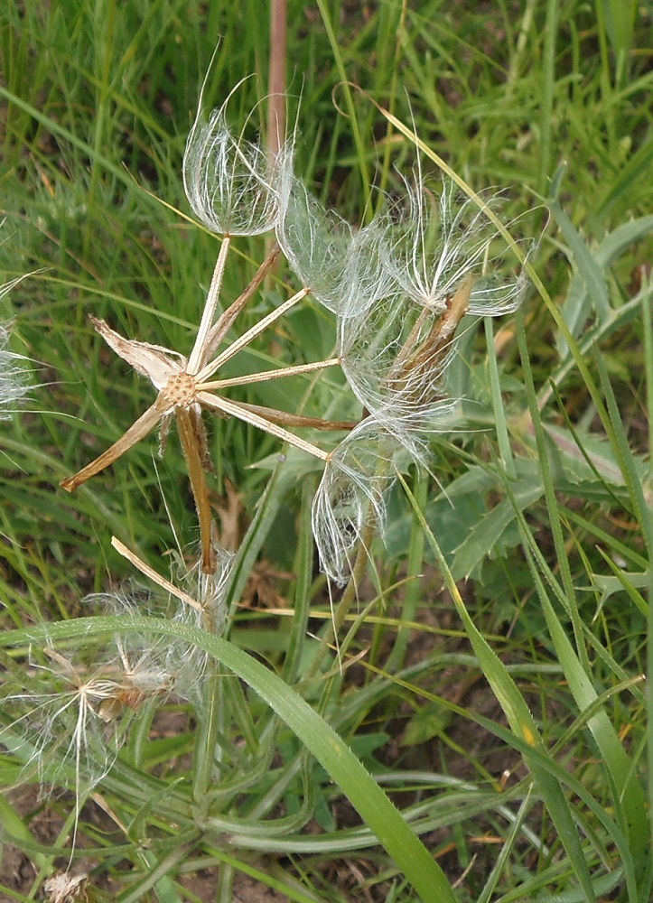 Image of Tragopogon podolicus specimen.