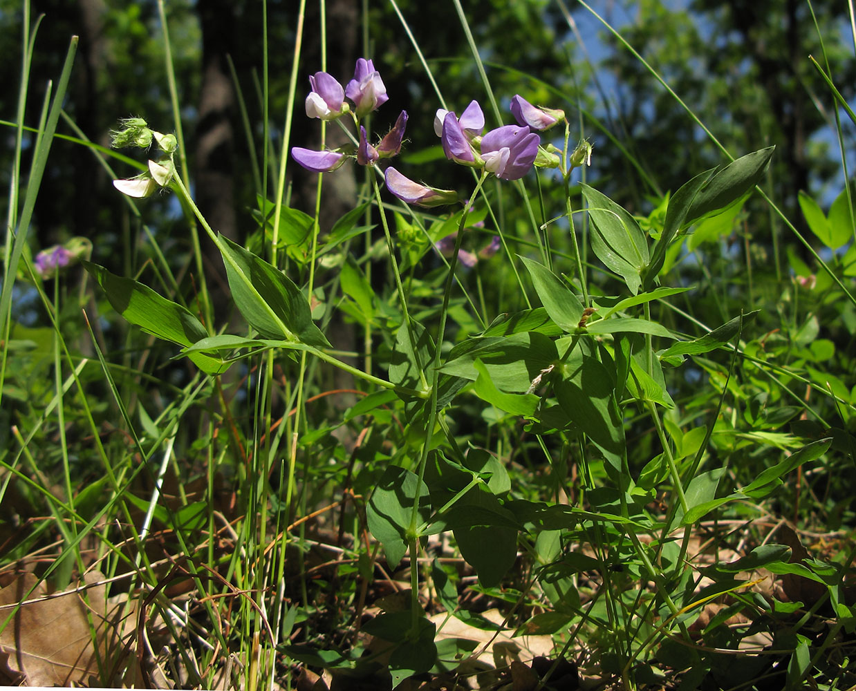 Image of Lathyrus laxiflorus specimen.