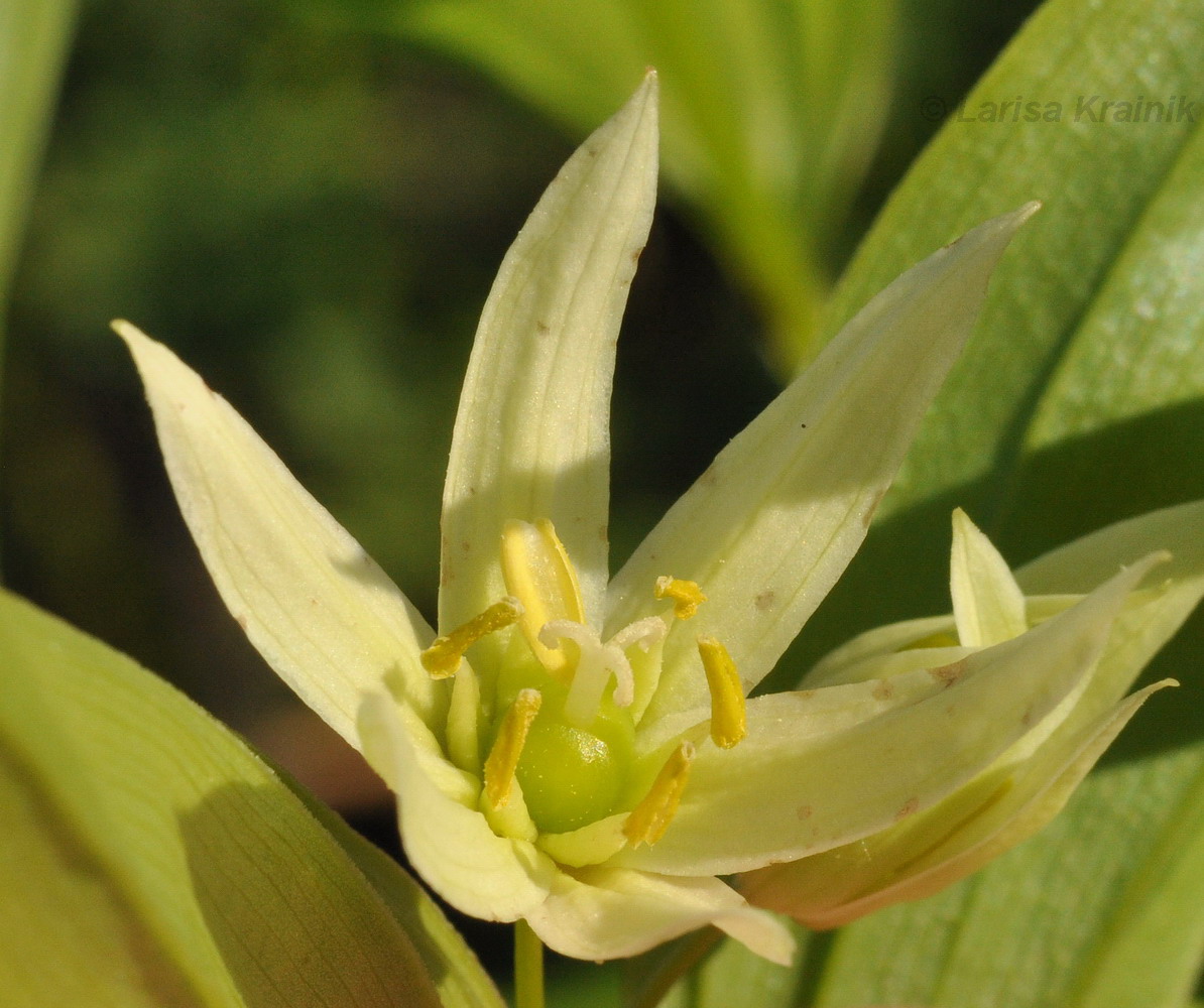 Изображение особи Disporum smilacinum.