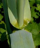 Arundo donax. Основание листа молодого побега. Германия, г. Дюссельдорф, Ботанический сад университета. 04.05.2014.