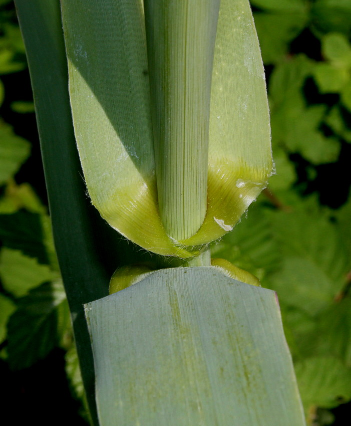 Image of Arundo donax specimen.