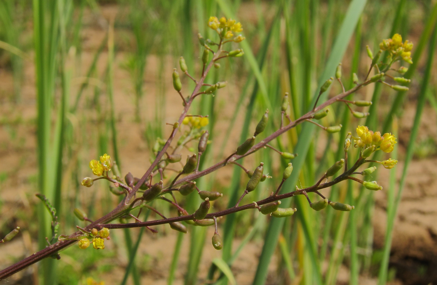 Image of Rorippa palustris specimen.