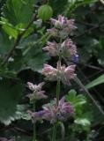 Nepeta mussinii