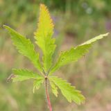 Potentilla obscura