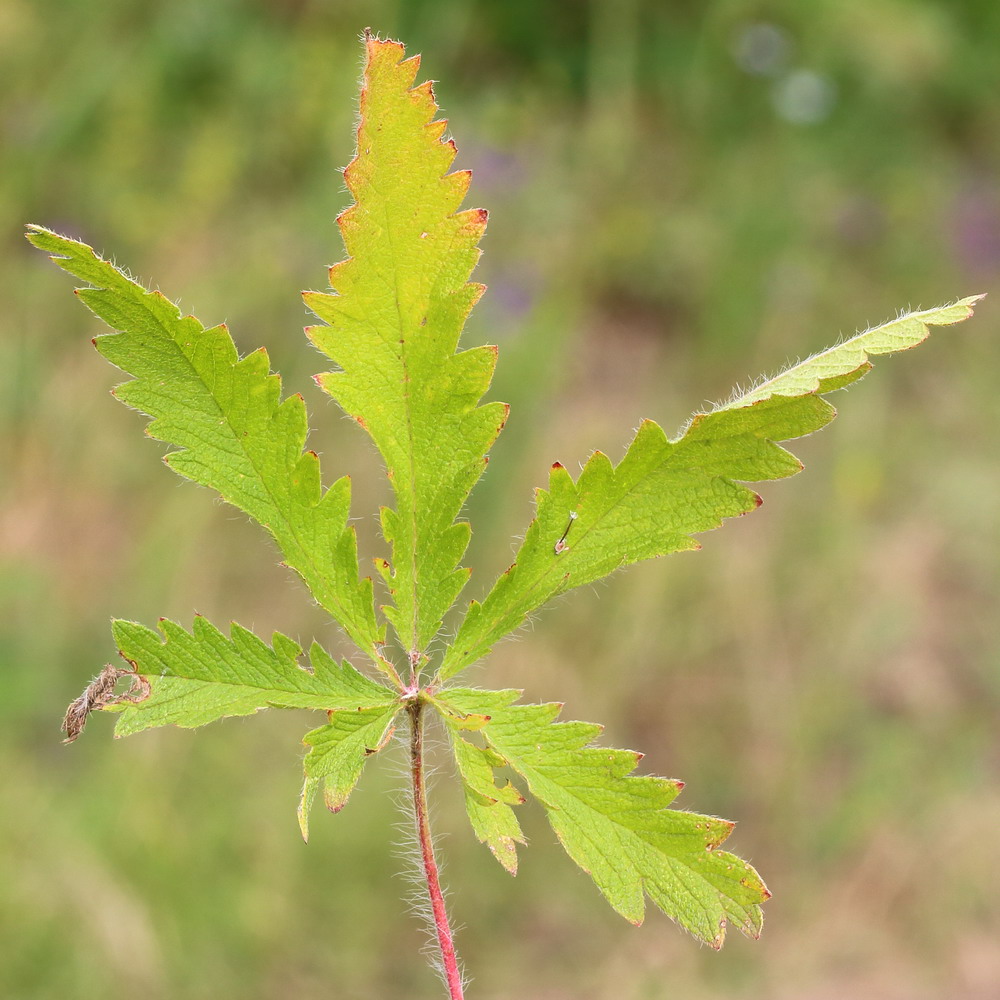 Image of Potentilla obscura specimen.