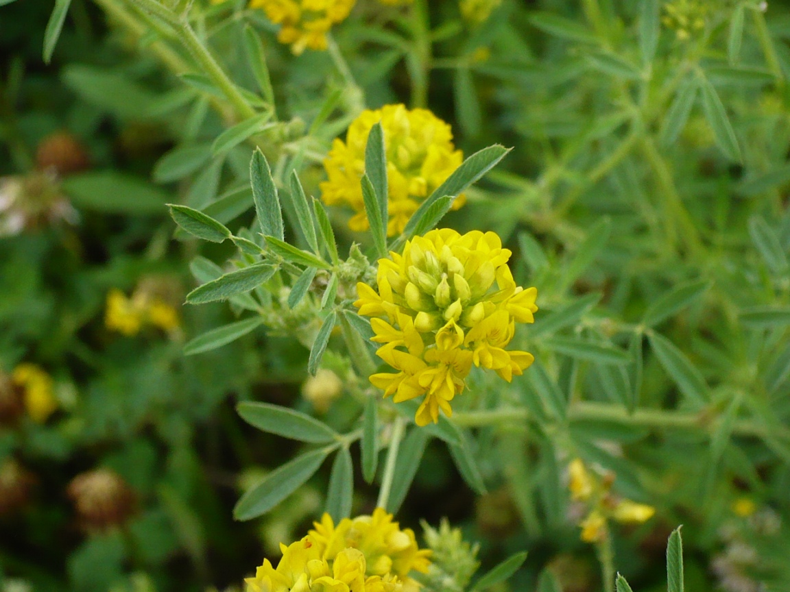 Изображение особи Medicago falcata.