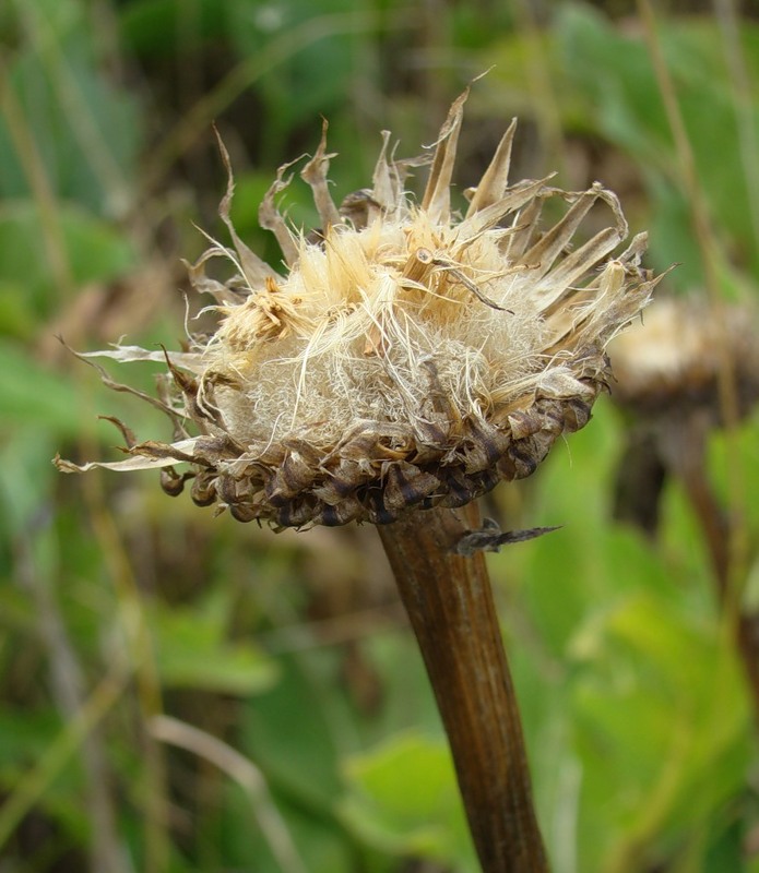 Изображение особи Stemmacantha serratuloides.