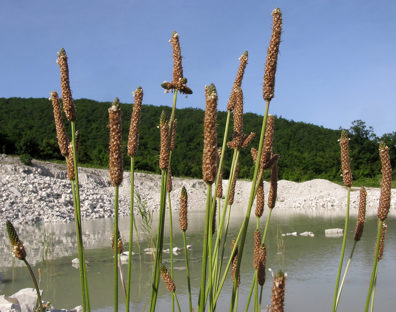 Image of Plantago lanceolata specimen.