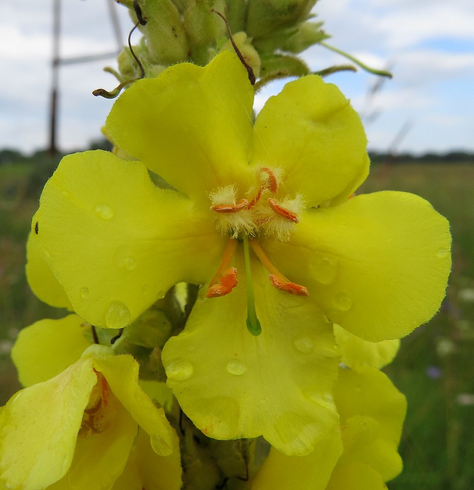 Image of Verbascum phlomoides specimen.