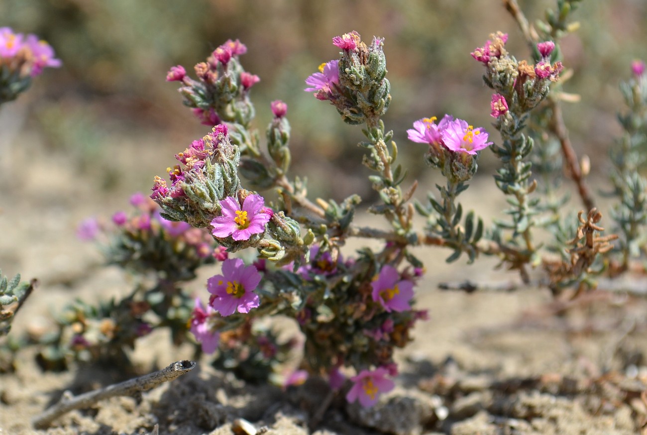 Image of Frankenia hirsuta specimen.