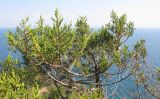 Juniperus foetidissima. Часть кроны дерева. Краснодарский край, м/о г. Новороссийск, окр. пос. Абрау, юго-восточный склон горы Круглая, можжевеловое редколесье. 19.07.2014.