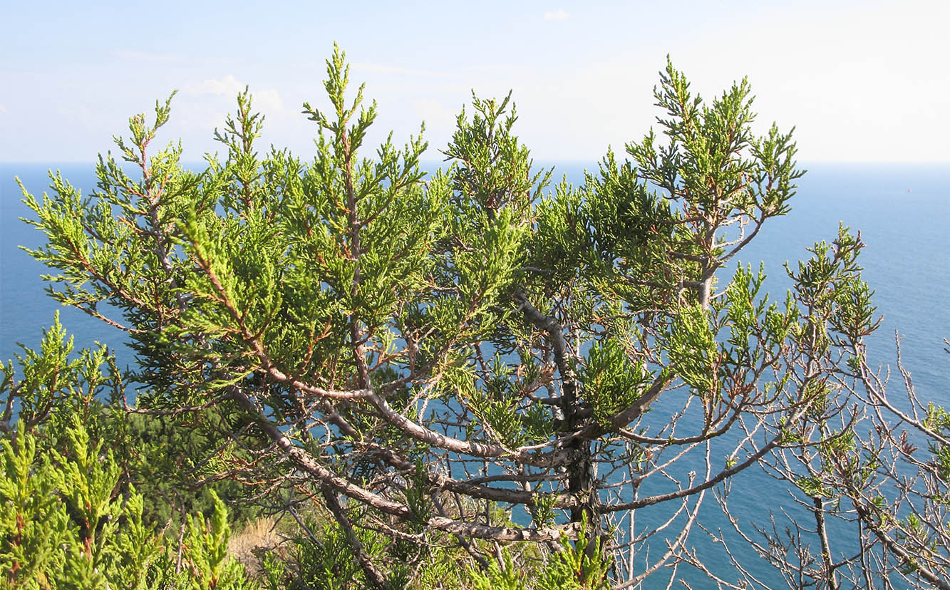 Image of Juniperus foetidissima specimen.