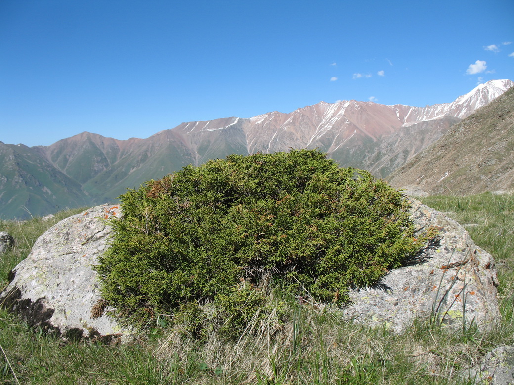 Изображение особи Juniperus pseudosabina.