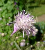 Centaurea stoebe