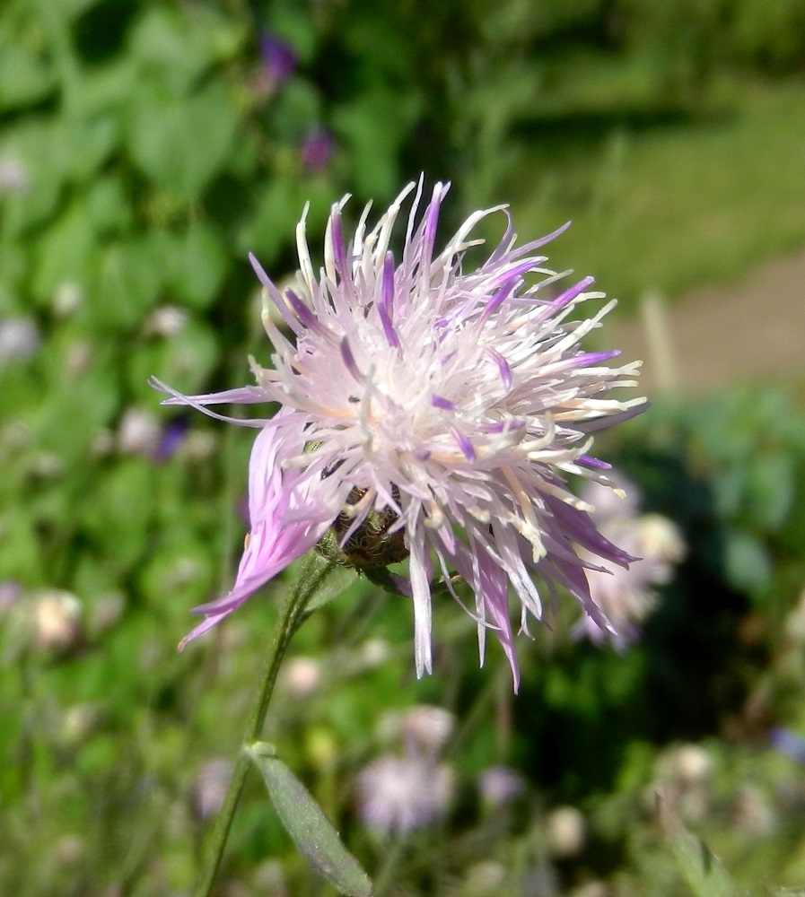 Image of Centaurea stoebe specimen.