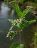 Urtica galeopsifolia