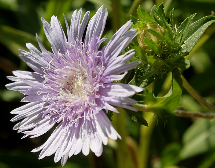 Image of Stokesia laevis specimen.