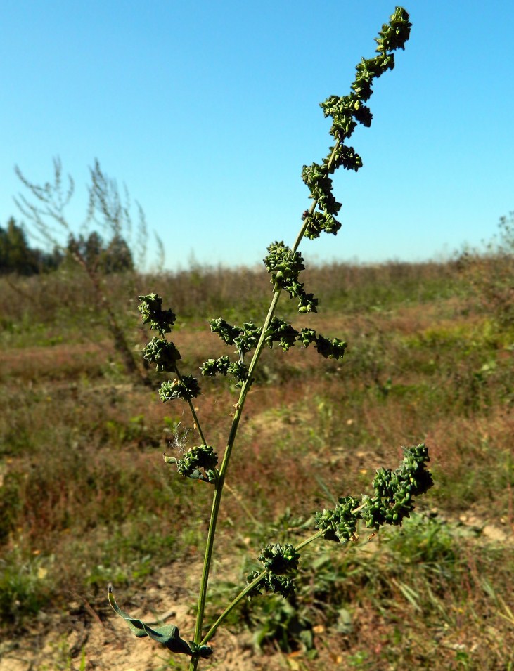 Изображение особи Atriplex patula.