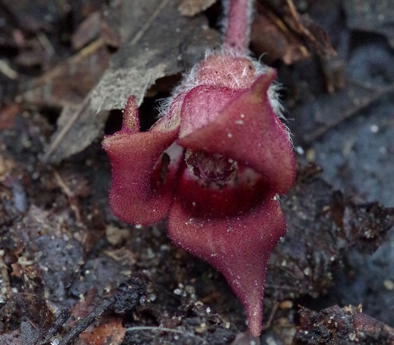 Изображение особи Asarum canadense.