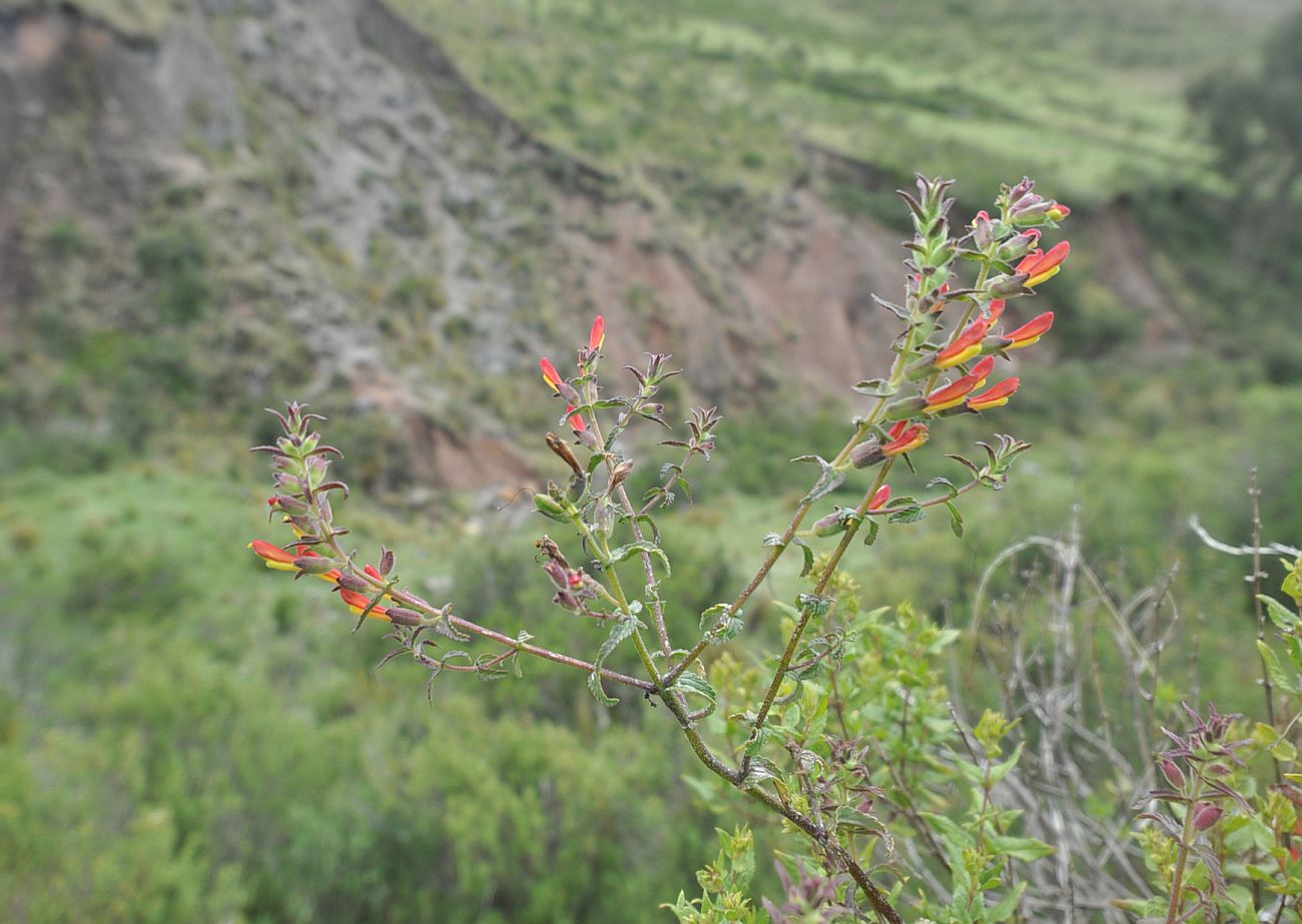 Изображение особи Bartsia camporum.