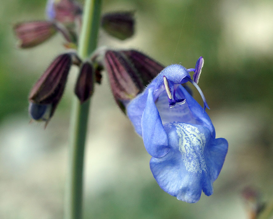 Image of Salvia ringens specimen.