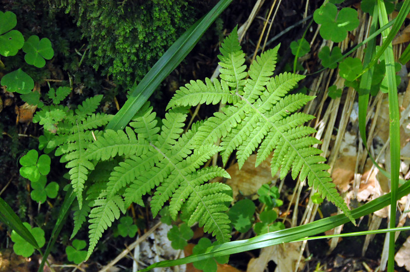 Изображение особи Phegopteris connectilis.
