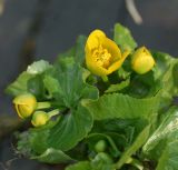 Caltha palustris