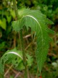 Cirsium oleraceum. Лист в средней части стебля (длина пластинки 12 см). Киев, зелёная зона в жилмассиве Святошино. 1 августа 2009 г.