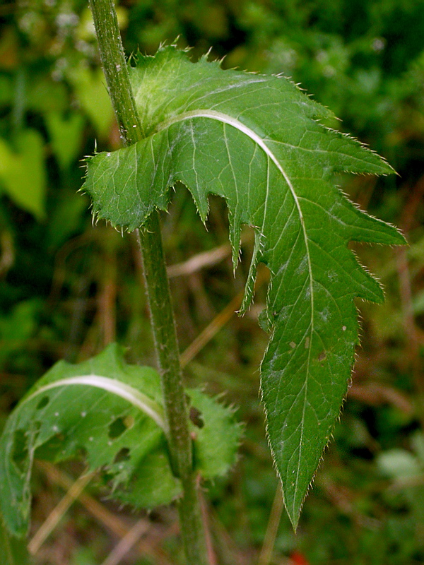 Изображение особи Cirsium oleraceum.