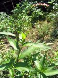 Persicaria hydropiper