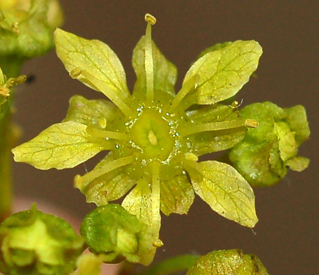 Image of Acer mono specimen.