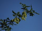 Fraxinus excelsior. Ветвь с плодами. Белгородская обл., пос. Борисовка, остепнённый луг у бровки склона долины р. Ворсклы. 01.07.2009.