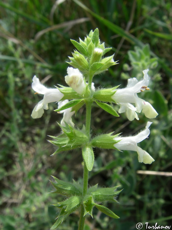 Изображение особи Stachys pubescens.