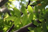 Juglans ailanthifolia. Лист. Узбекистан, г. Ташкент, Ботанический сад им. Ф.Н. Русанова, 21.09.2009.