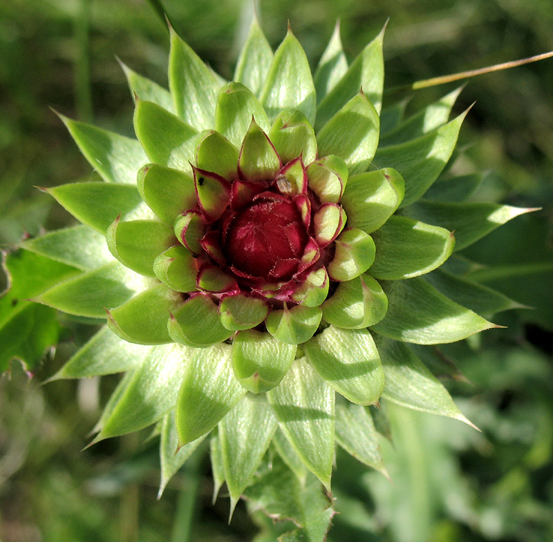 Image of Carduus thoermeri specimen.