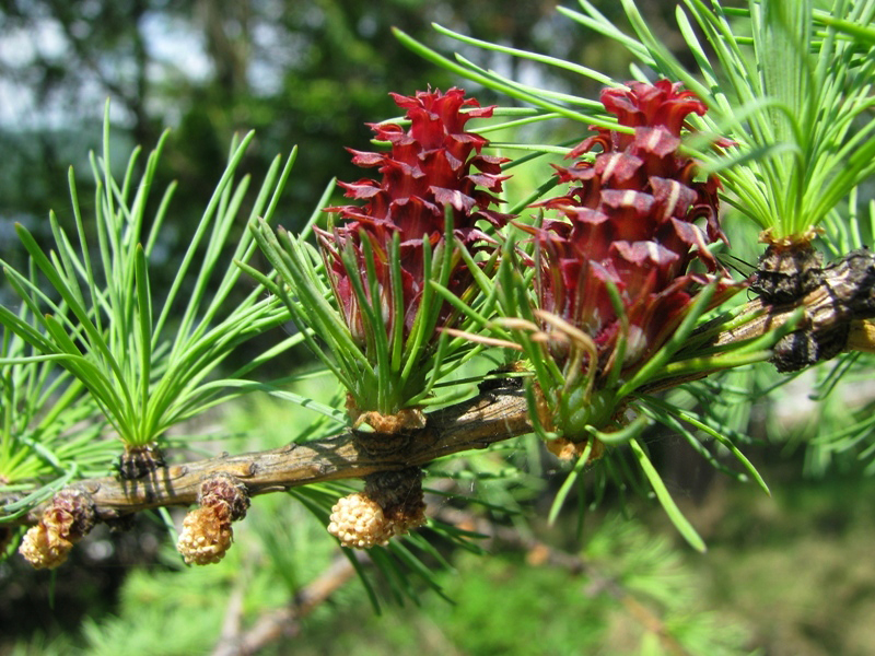 Изображение особи Larix sibirica.