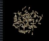 Achillea millefolium