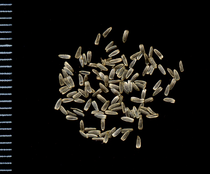 Изображение особи Achillea millefolium.