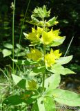 Lysimachia verticillaris