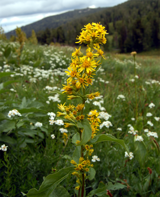 Image of Solidago virgaurea ssp. dahurica specimen.