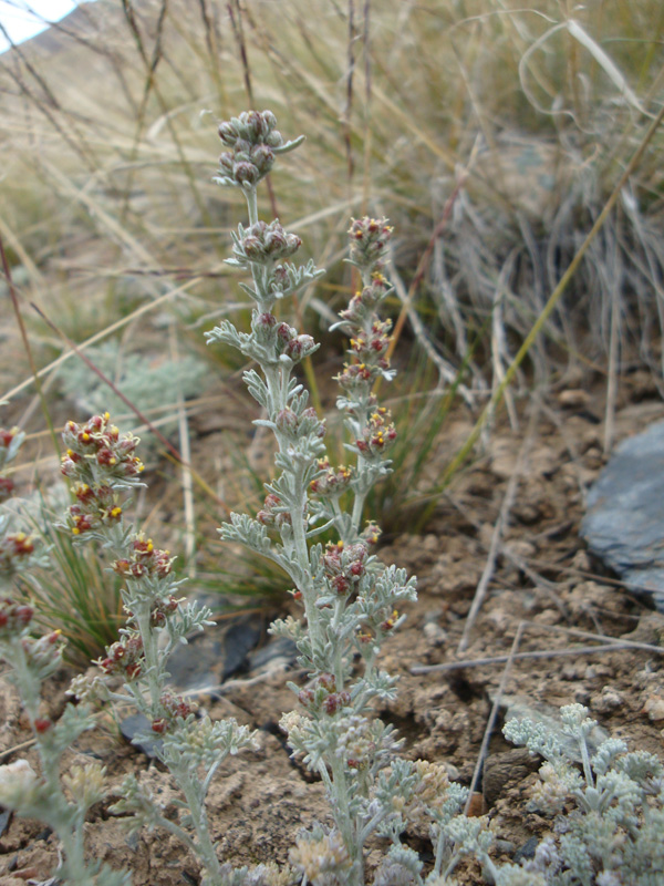 Image of Artemisia schrenkiana specimen.